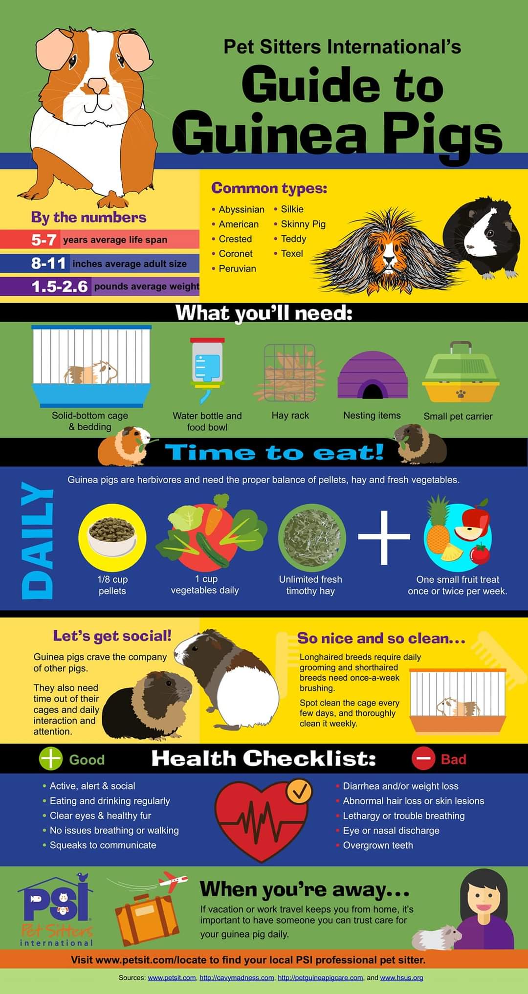 Guinea pig shop diet schedule