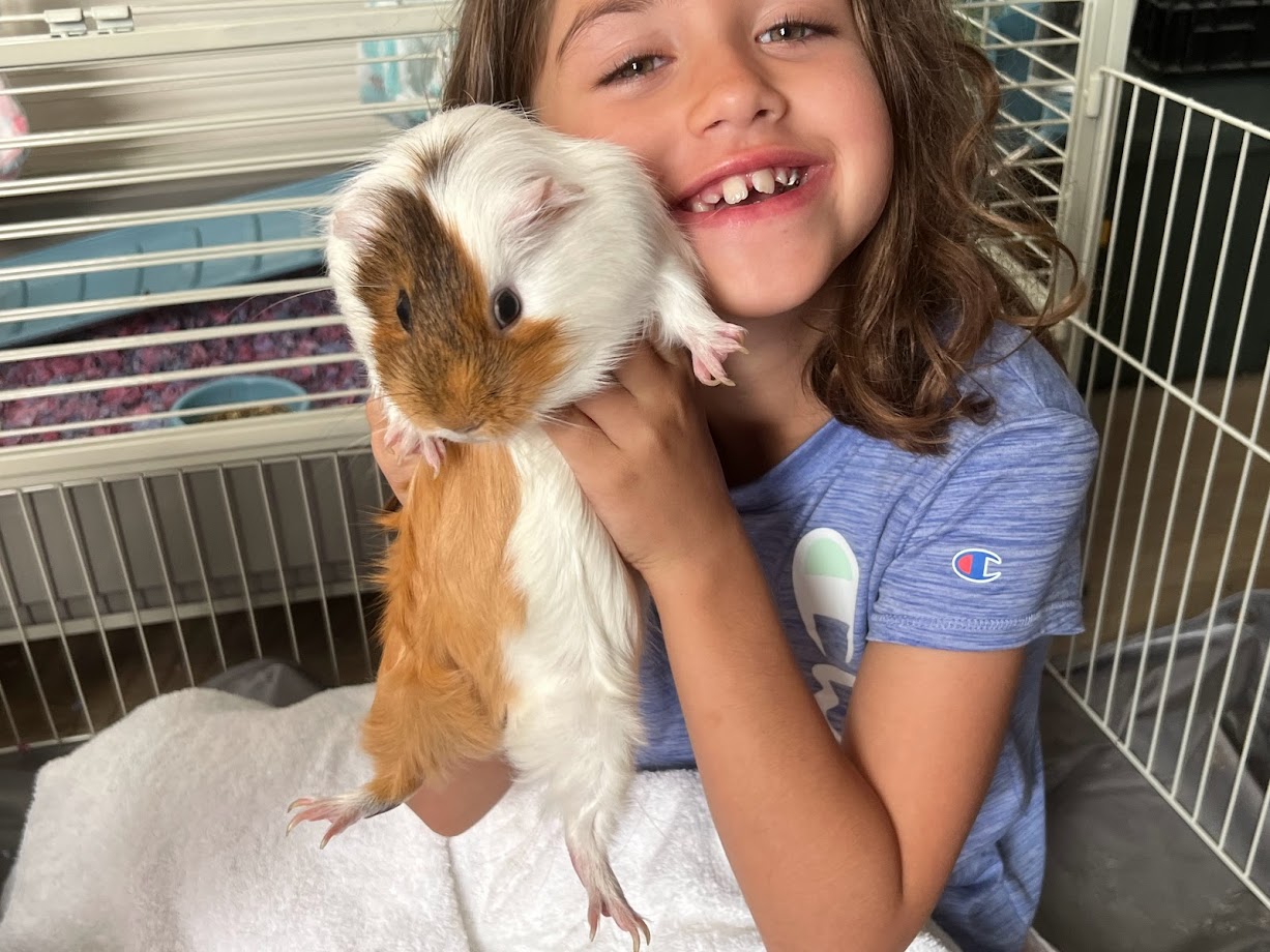Cage Guide  Southern California Guinea Pig Rescue